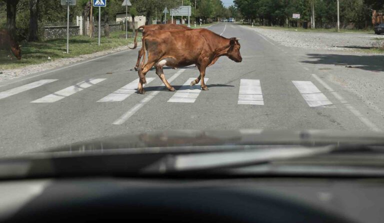 Driver stopped as cattle cross a rural Texas road | Daniel Stark Injury Lawyers
