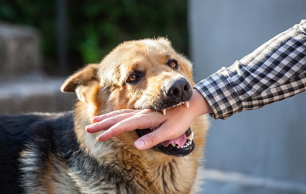 Dog Bite Image