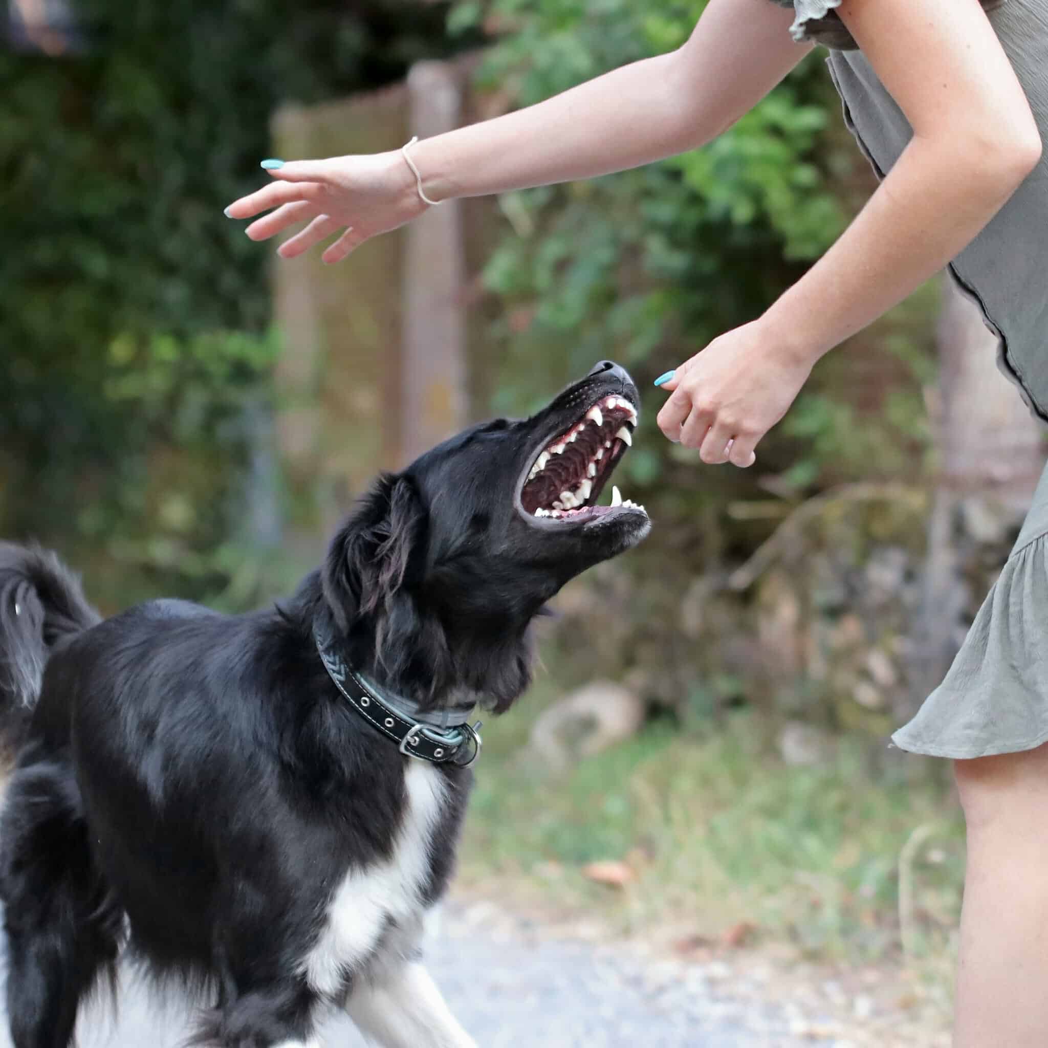 A dog bit my child. What should I do? Daniel Stark