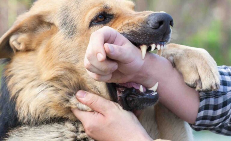 German Sheppard bites man's arm |ย Daniel Stark Injury Lawyers