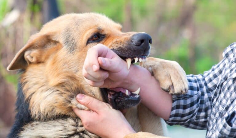 Dog Bite Laws in Texas – Daniel Stark