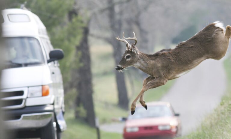 A white-tailed buck leaps across the road, narrowly missing traffic | Daniel Stark Injury Lawyers