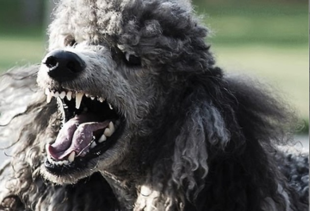 Austin, Tx dog bite involving poodle results in $500k settlement | Daniel Stark Injury Lawyers