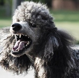 Austin, Tx dog bite involving poodle results in $500k settlement | Daniel Stark Injury Lawyers